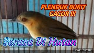 Download lagu Suara burung plenduk  dada putih / plenduk bukit mp3
