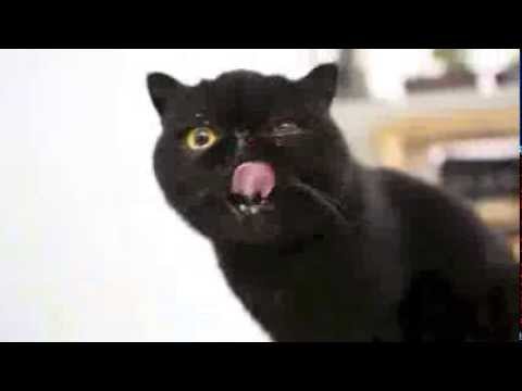 Cat Eats Food Listening to Classical