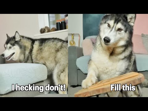 When The Snacks Hit & Your Husky Goes Crazy!
