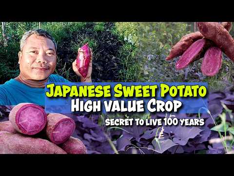 Rare and High Value, Japanese Sweet Potato and Jujube