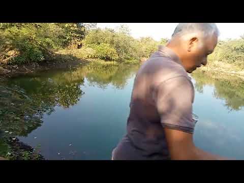 sprinkling seeds of forest flowers // SUMIRAN VAN 