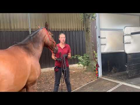 Unser Verladetraining