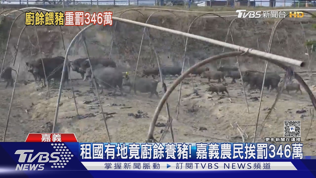 影音/離譜!租國有耕地卻違法廚餘養豬 嘉義農民被重罰346萬