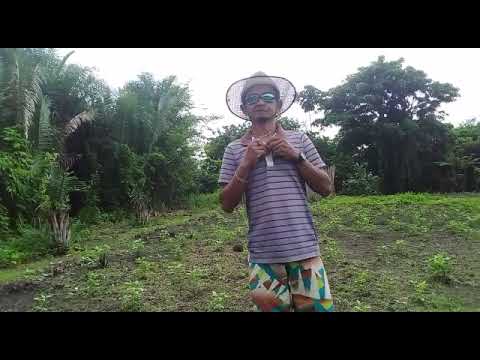 NILSON SANTOS ( NA ROÇA  )