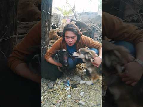 #mypets😍#ilovepets #viralshots #petvlog (Raheem Qureshi)