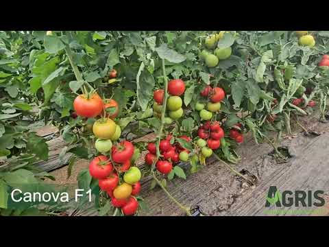 Canova F1 -  Cultura de tomate în loc. Olari, jud. Prahova, fermier Chiru Valentin