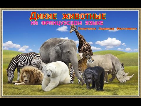 Видеоурок. Дикие животные на французском языке. Видео-словарь.