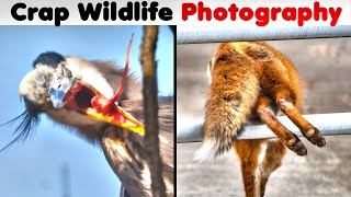 Hilarious Bad Wildlife Shots That Became Internet Gold