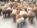 Ass Shaking Sheep