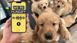 Using A Dog Translator On Our Golden Retriever Puppies!