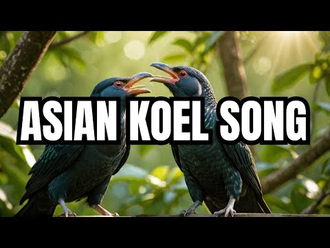1 Hour of Asian Koel Singing | Koyal Ki Awaz | Relaxing Bird Sounds (Copyright Free)