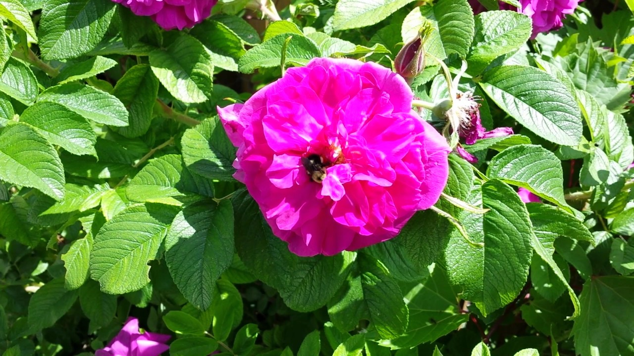 Busy bee working with a Hansa hardy rose