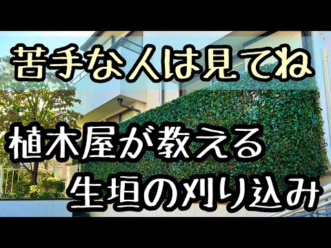 ブナの生垣を正しくトリミングする方法は次のとおりです トピックス