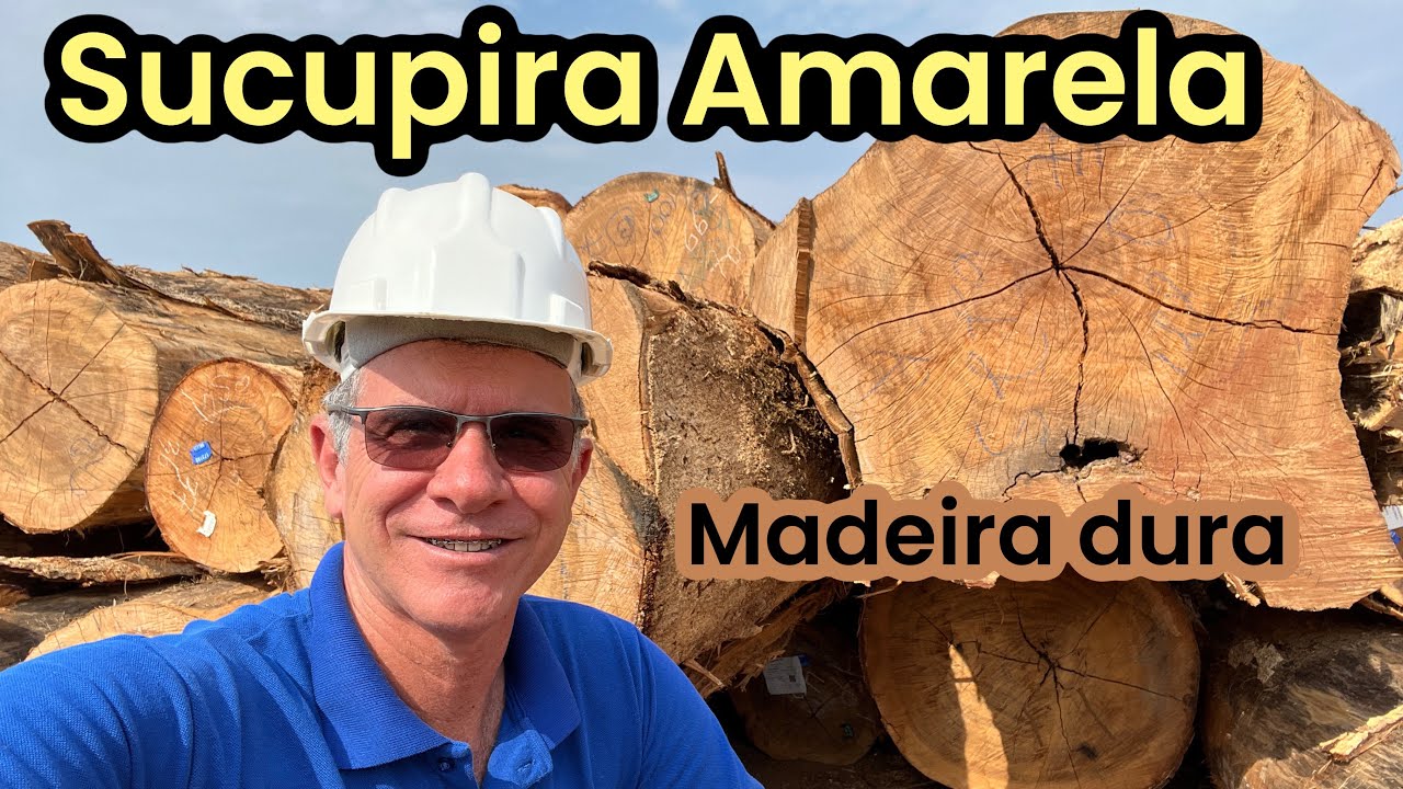 Uma das melhores madeiras da Amazônia com relação custo benefício de Manejo Florestal