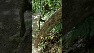 You Won’t Believe What This Costa Rica Root Resembles! 🇨🇷