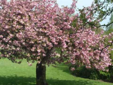 Ne čakaj pomladi, ne čakaj na maj