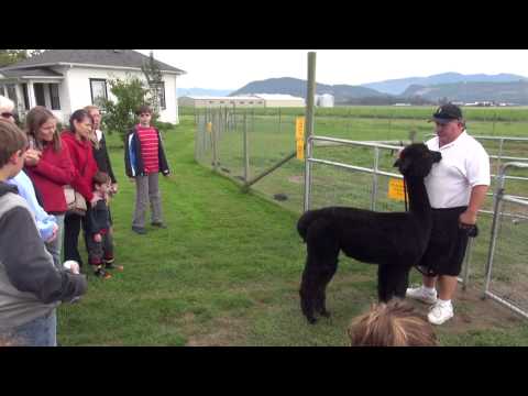 2011-09-30 - Skagit Valley Farm Festival, part 1