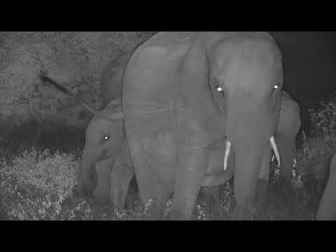 Djuma: Elephant herd with wee ones - 19:57 - 03/22/20