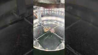 ☢️ Uranium Ore in a Cloud Chamber: Seeing The 