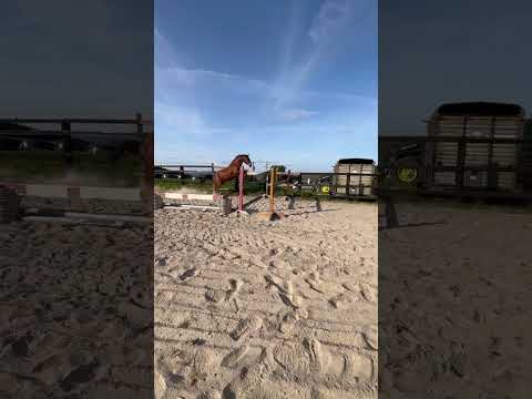 3 year old 15.2 future Small hunter - Image 2