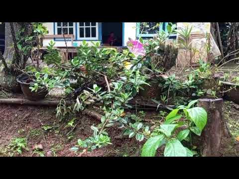 Bermacam macam tanaman bunga