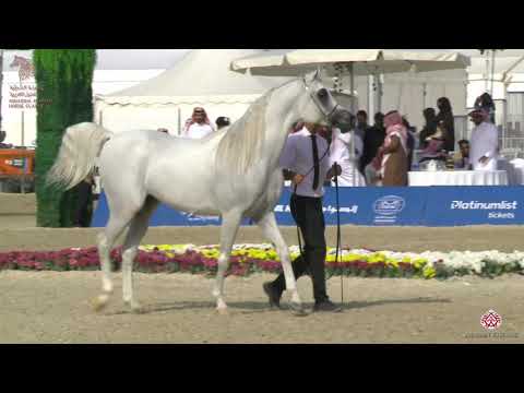 N 272 FAHD AL TINHAT   Asharqia Arabian Horse Classic 2020   Stallions 4 6 Years Old Class 10B