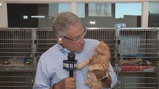 Oxnard shelter gets rescued; Pets won't be euthanized