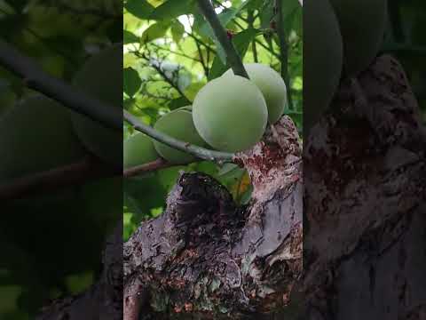 なぜ私の梅の木は泣いているのですか？果樹の原因、ヒントと予防  庭園