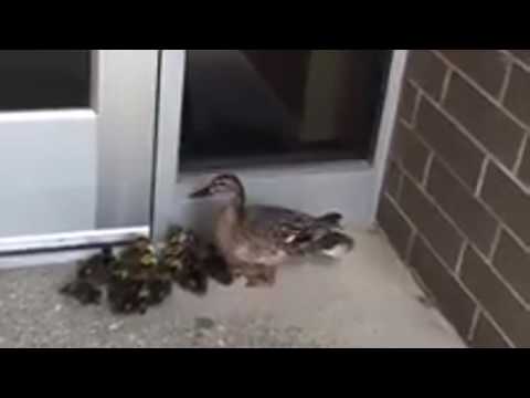 A mother duck and her brood of ducklings visit the Bay County Court Facility
