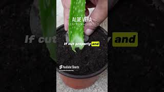 Download lagu Aloe vera leaf propagation mp3