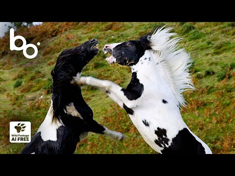Wild Stallion Fight at the Summit : Females Submit | Nature | Animal Fight