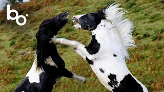 Wild Stallion Fight at the Summit : Females Submit | Nature | Animal Fight