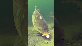 Download lagu So close... mp3 Download lagu So close... mp3