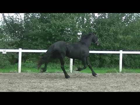 Stal Okkema's Havicii - Omer x Gradus - gelding - 2018