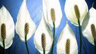 Love Will Come Someday