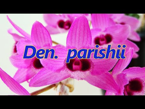 Dendrobium parishii, a compact pendulous Dendrobium orchid