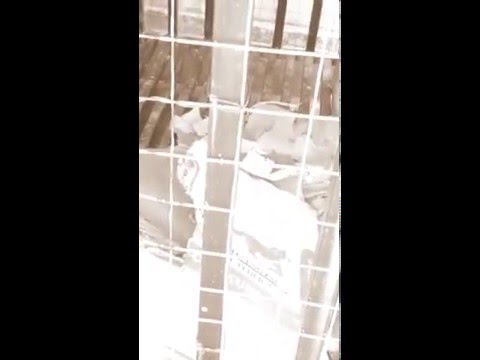 Adik beradik bergaduh