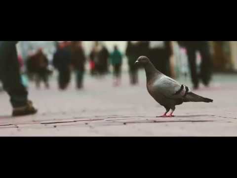 Canon 200d / rebel sl2 / Cinematic video / Bad Hersfeld