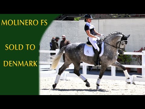 ¡¡¡ SOLD !!!  TOP DRESSAGE PRE - GRAND PRIX EXERCICIES - BORN 2013