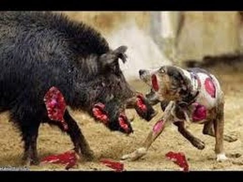 When wild boars attack, all is running عندما يهجم الخنزير البري الكل يهرب