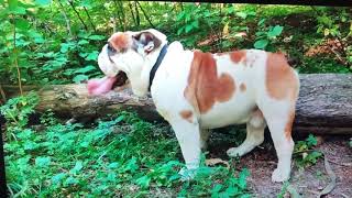 Shrinkabulls Reviews and Complaints - dog breeder