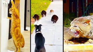 animale momente video cu pisici