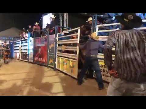 Touro Android Da Cia De Rodeio FS