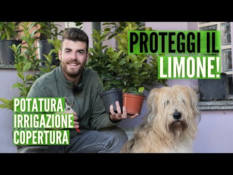 LIMONE in INVERNO, 5 consigli per proteggerlo dal FREDDO