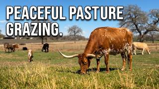 Quiet Afternoon on the Farm | Cows Grazing in the Pasture