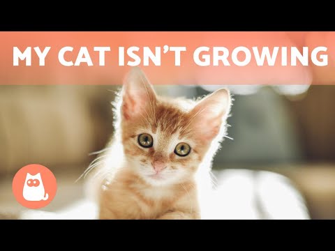 Why is My CAT Not GROWING? 🐱 (7 Reasons)