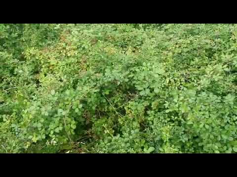 Broyeur ORTIFLOR/TIERRE PANTERA 280