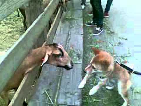 大貴飛牛牧場玩耍篇(原發表者:大貴媽)(影片)