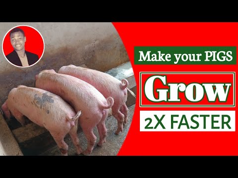 , title : 'How to make your PIGS GROW 2X faster with this combo || Pig farming in Nigeria'