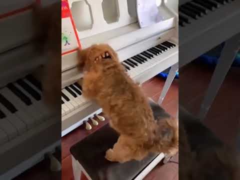 Best Funny Dogs Funniest Animals